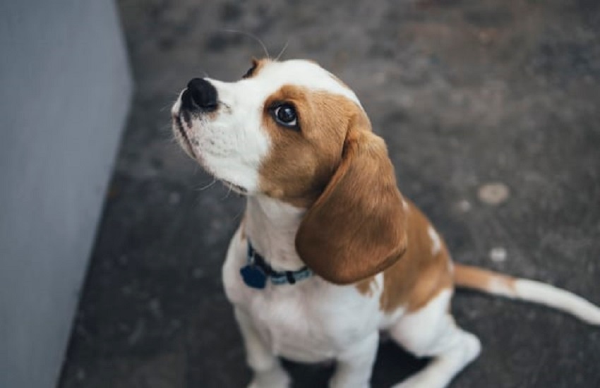 Výbava pre šteňa Výbava pre šteňa